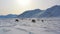 Zooming into a Large Herd of Caribou, Grazing on the Tundra during Winter in Alaska\'s Arctic National Wildlife Refuge