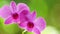 Zooming video of orchid tropical flower. Thailand