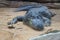 ZooParc de Beauval alligator