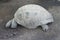 ZooParc de Beauval turtle