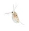 Zooplankton Water Flea Daphnia