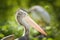 Zoos portrait of pelican who is sitting on stick.