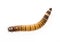 Zophobas atratus/ morio - meal worm
