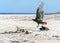 Zopilote vulture buzzard bird flying in Baja California