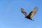 Zopilote vulture buzzard bird flying in Baja California