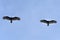 Zopilote vulture buzzard bird flying in Baja California