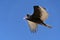 Zopilote vulture buzzard bird flying in Baja California