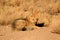 Zorro Culpeo or Andean Fox Relaxing in the Sunlight among Desert Brush Plants, Los Flamencos National Reserve, Chile