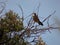 `Zorzal` up close resting on a tree