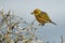 Zosterops lateralis - Silvereye - in maori language tauhou in the primeval forest in New Zealand