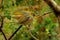 Zosterops lateralis - Silvereye - tauhou in the primeval forest