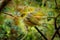 Zosterops lateralis - Silvereye - tauhou in the primeval forest in New Zealand