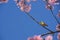 Zosterops palpebrosus bird hang on the Wild Himalayan Cherry tree