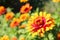 Zowie Yellow Flame Zinnia Flower