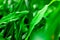 Zoysia japonica is fresh green