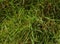 Zoysia japonica grass which is green and fresh is commonly used for ornamental gardens