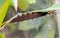 ZSL Butterfly paradise London Zoo. Black hairy caterpillar with spikes