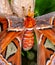 ZSL Butterfly paradise London Zoo. Close up of head and body of Attacus atlas moth