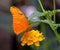 ZSL Butterfly Paradise London Zoo. The flame, dryas iulia butterfly