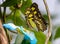 ZSL Butterfly Paradise London Zoo. The Malachite butterfly, Siproeta stelenes butterfly.
