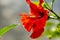 ZSL Butterfly Paradise London Zoo. Scarlet red Hibiscus flower. profile