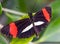 ZSL Butterfly Paradise London Zoo. The small postman butterfly