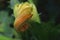 Zucchini Blossom