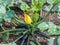 Zucchini blossom plant in the garden