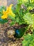 Zucchini bush with yellow flower and small vegetables. Home vegetable growing. Close-up.