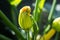 Zucchini Courgette Squash Flower Opening