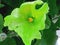 Zucchini Cucurbita pepo green flower with stamen. Close up.