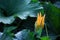 Zucchini Cucurbita pepo yellow flower and green leaves. Close up. Flowering zucchini in the vegetable garden. Zucchinis flower d