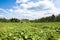 Zucchini field