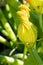 Zucchini flower