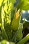 Zucchini flower