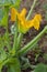 Zucchini flower on plant in the vegetable garden