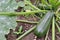 Zucchini grow in the garden