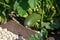 Zucchini grow in the ground in the garden