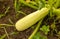 Zucchini grow in the ground in the garden