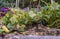 Zucchini growing in a garden