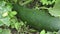 Zucchini growing in the garden. Gardening, agriculture, harvest concept
