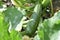 Zucchini growing in an organic garden