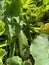 A zucchini growing on a plant