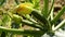 Zucchini growing plant with fruit