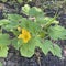 Zucchini grows on a bed