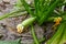 Zucchini grows in a greenhouse