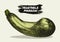 Zucchini hand drawn vector illustration. Isolated Vegetable object