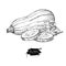 Zucchini hand drawn vector illustration. Vegetable engr