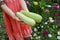 Zucchini harvest in girl hands.  Fresh ripe courgette. Gardener harvesting zucchini