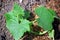 Zucchini Home Garden Planting Vegetarian Stock Photo